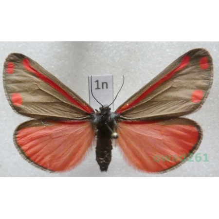Tyria jacobaeae (Linnaeus, 1758) Czech1n
